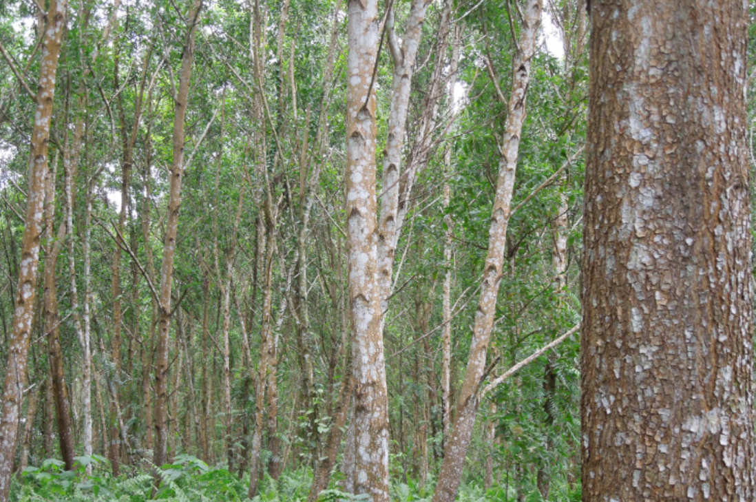 Acacia Planted Forest