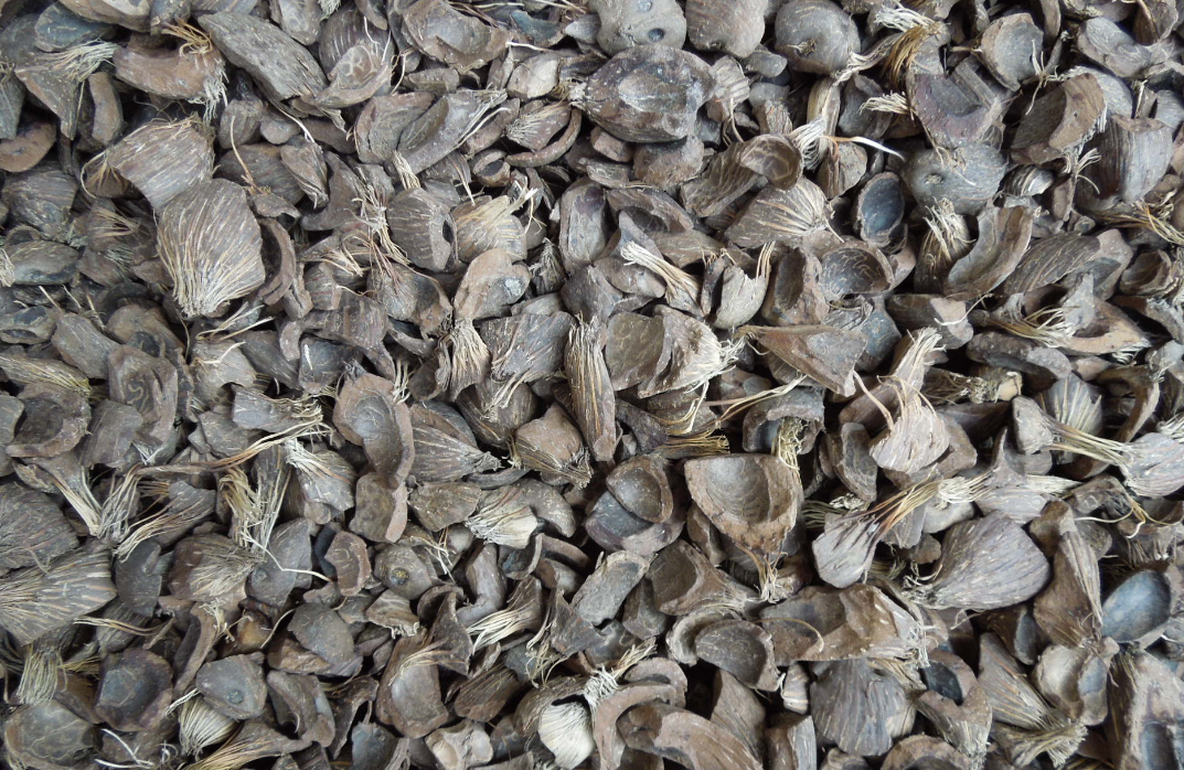 Palm Kernel Shells